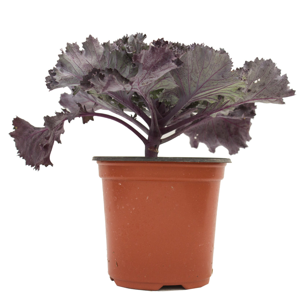 Ornamental Kale, 5" Pot