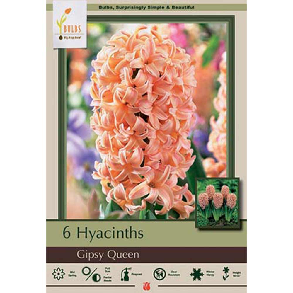 Netherland Bulb, Hyacinth, Gipsy Queen