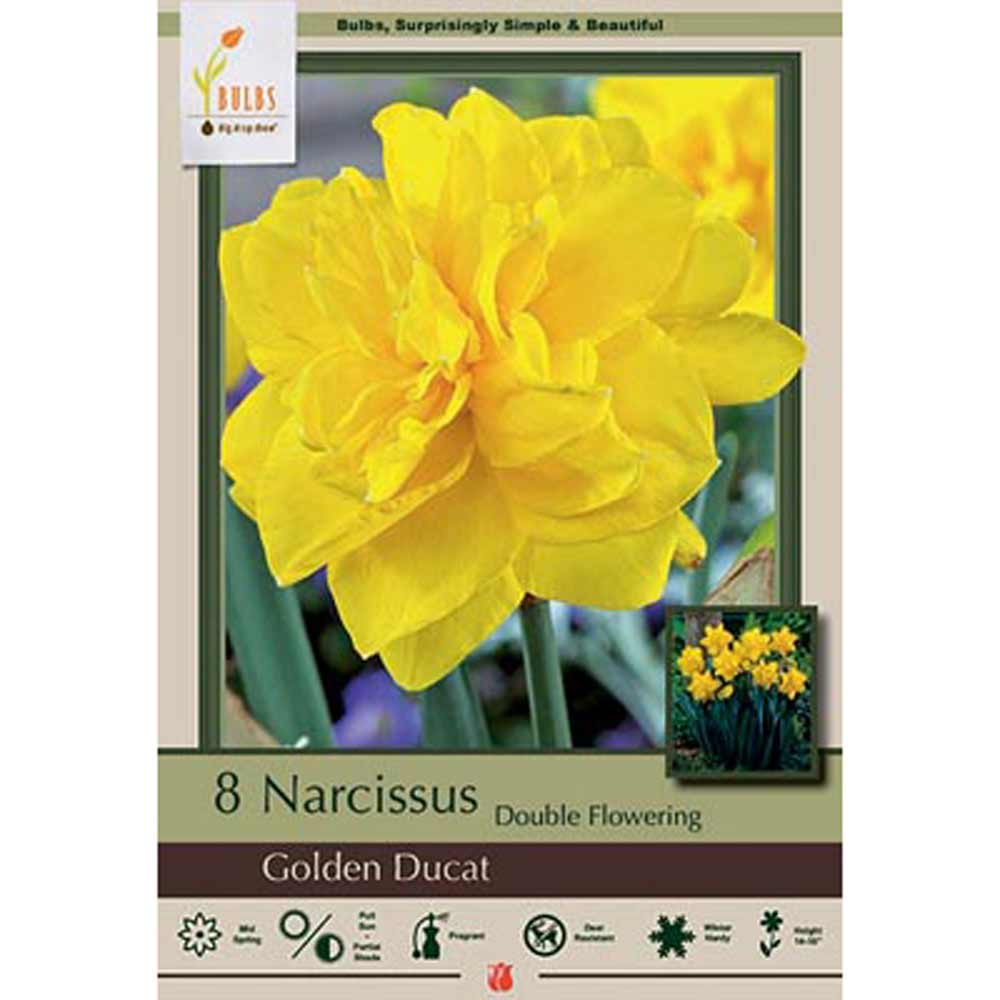 Netherland Bulb, Narcissus, Golden Ducat