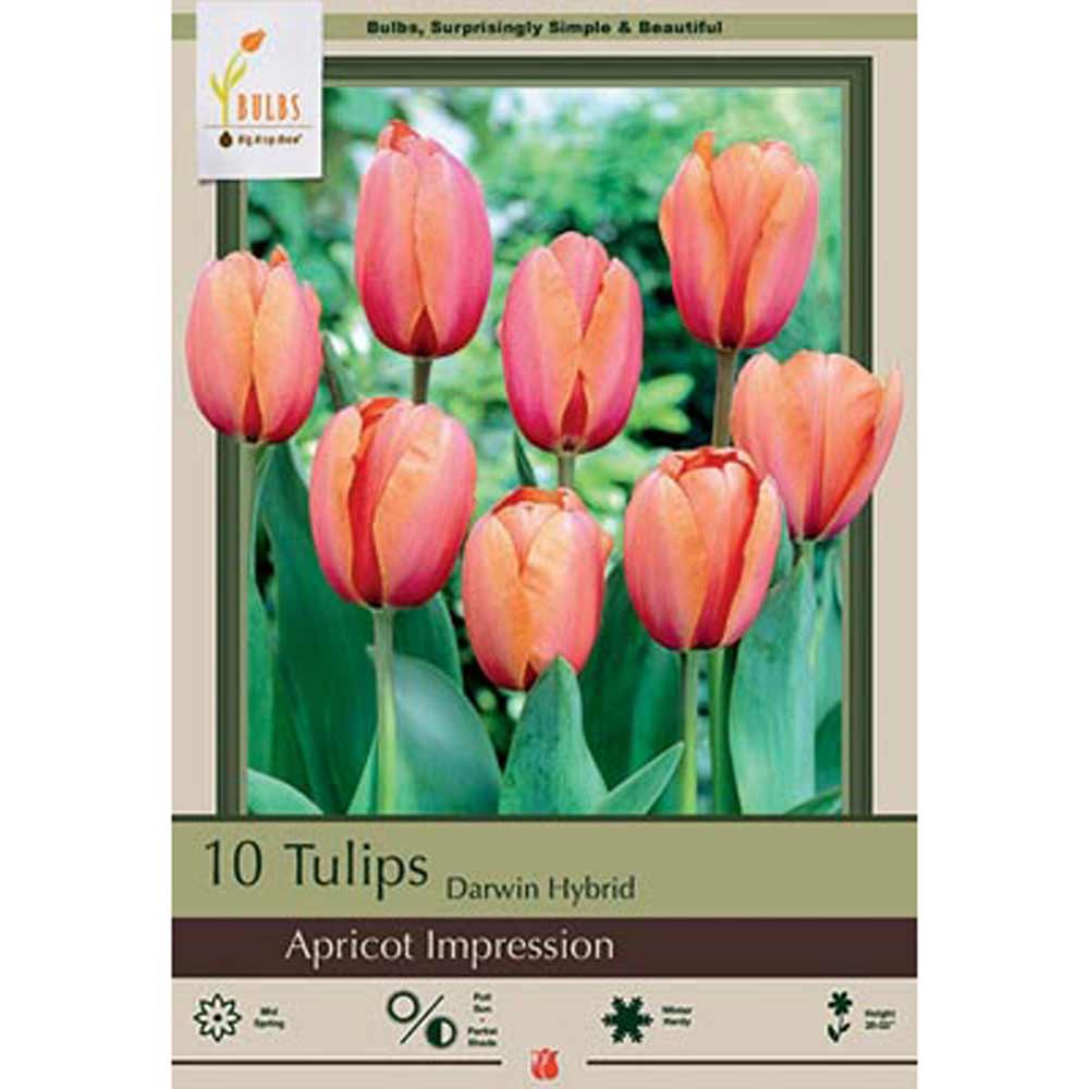 Netherland Bulb, Tulip, Apricot Impression