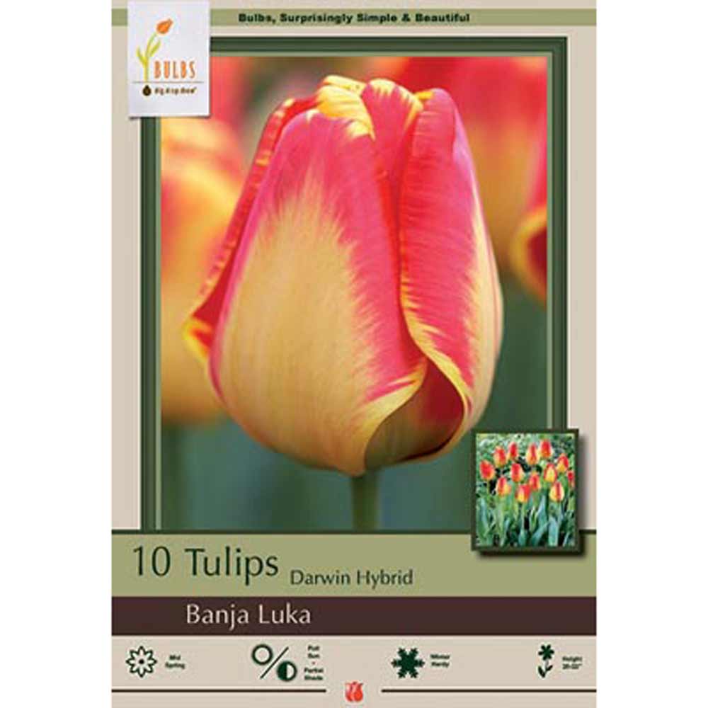 Netherland Bulb, Tulip, Banja Luka