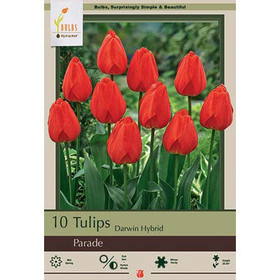 Netherland Bulb Co. Tulip, Parade Bulbs