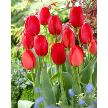 Netherland Bulb Co. Tulip, Parade Bulbs