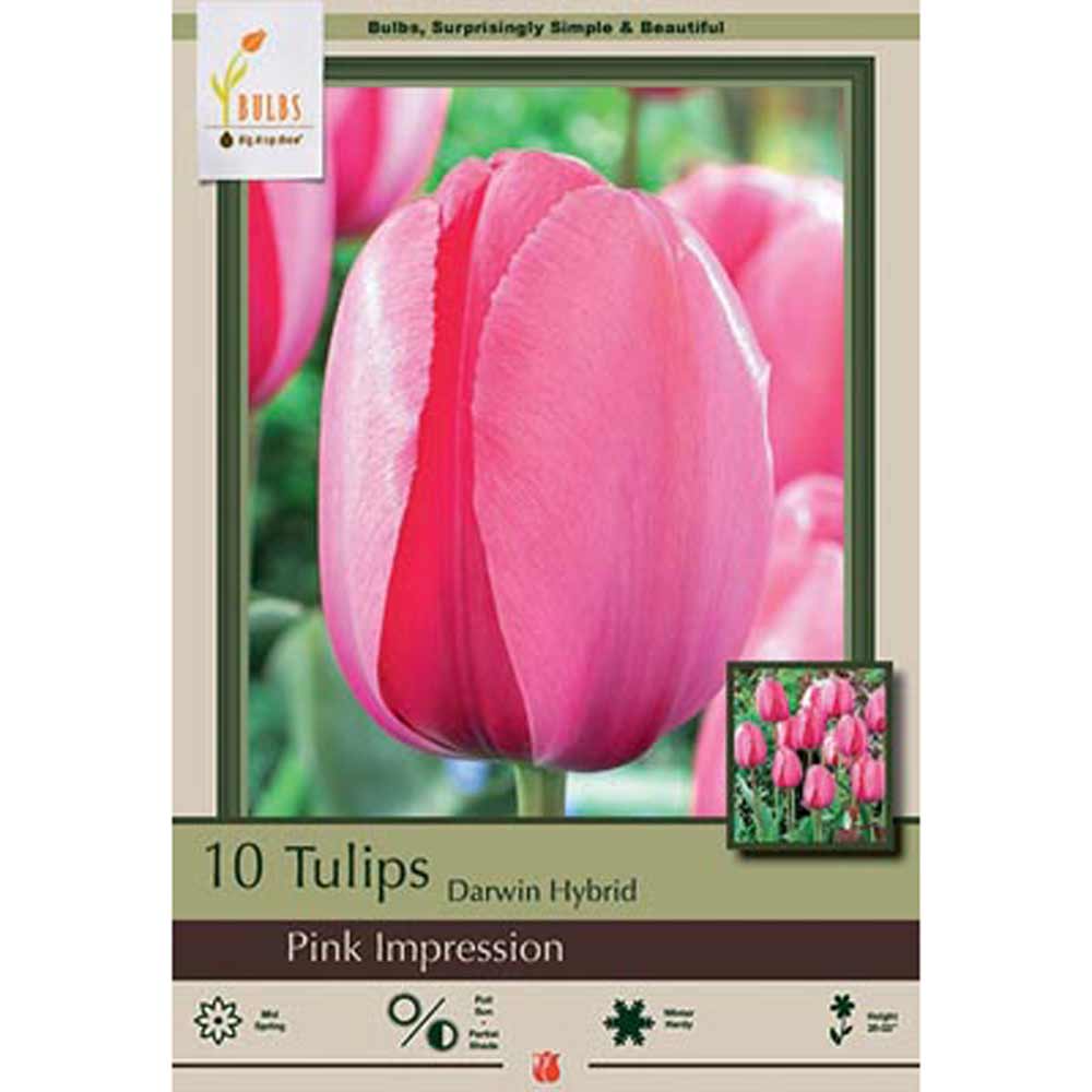 Netherland Bulb, Tulip, Pink Impression