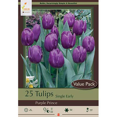 Netherland Bulb Co. Tulip, Purple Prince Bulbs Value Pack