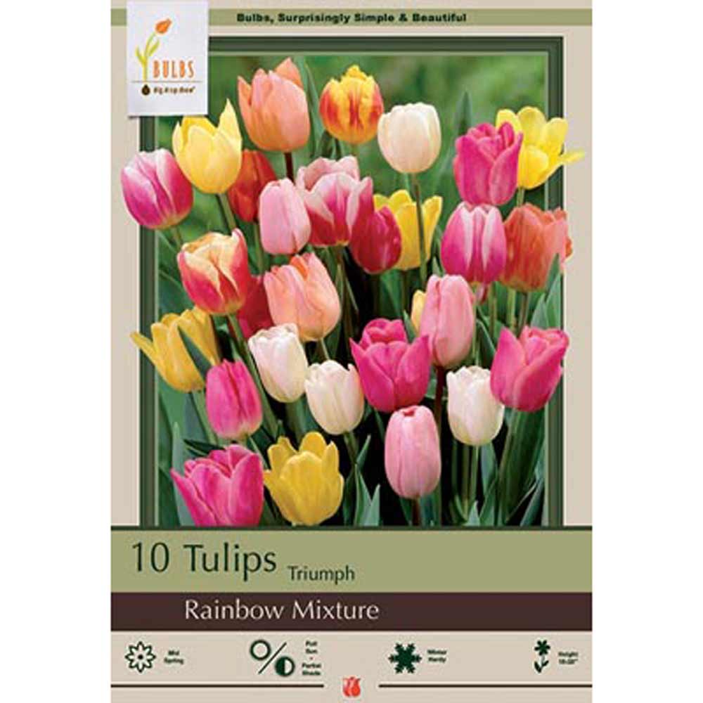 Netherland Bulb, Tulip, Rainbow Mix