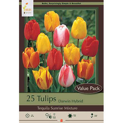 Netherland Bulb Co. Tulip, Tequilla Sunrise Mixture Value Pack