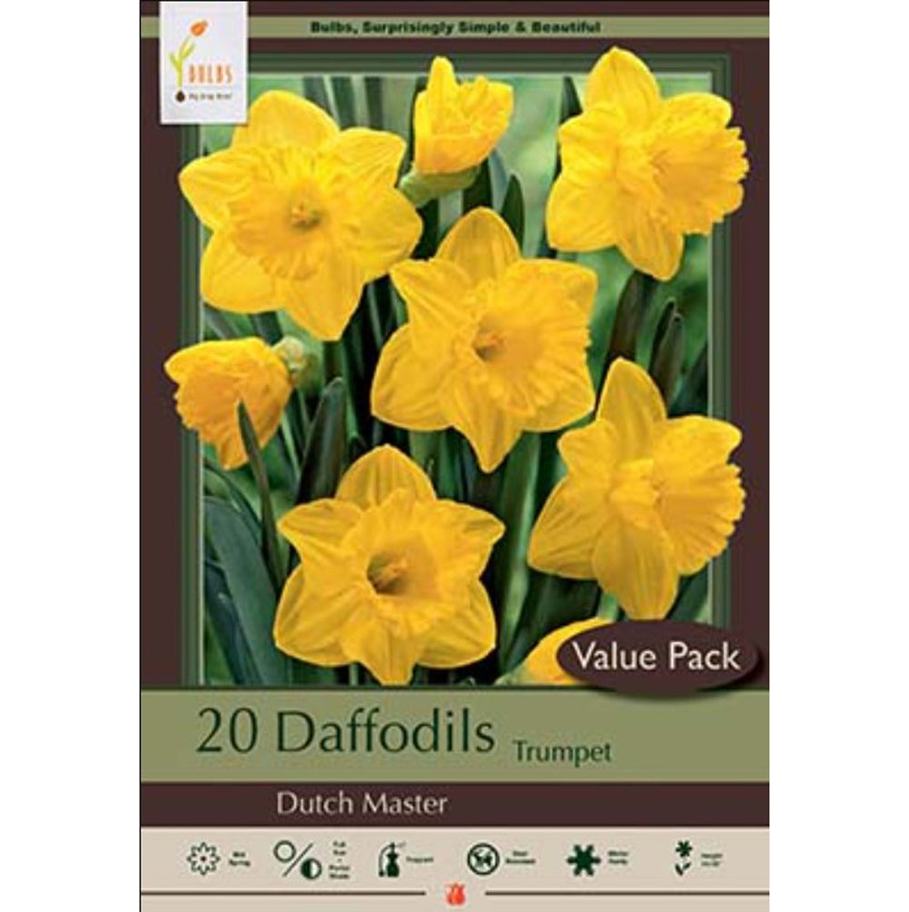 Netherland Bulb Co. Daffodil, Dutch Master Bulbs, 20 ct