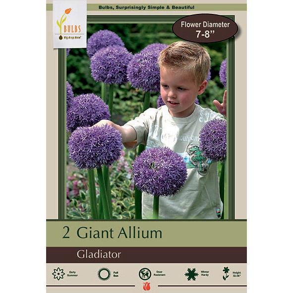 Netherland Bulb Co. Allium, Gladiator Bulbs