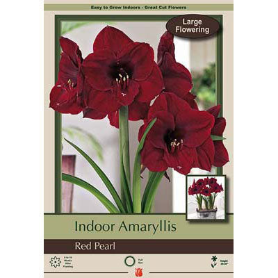 Netherland Bulb Co. Indoor Amaryllis, Red Pearl Bulb