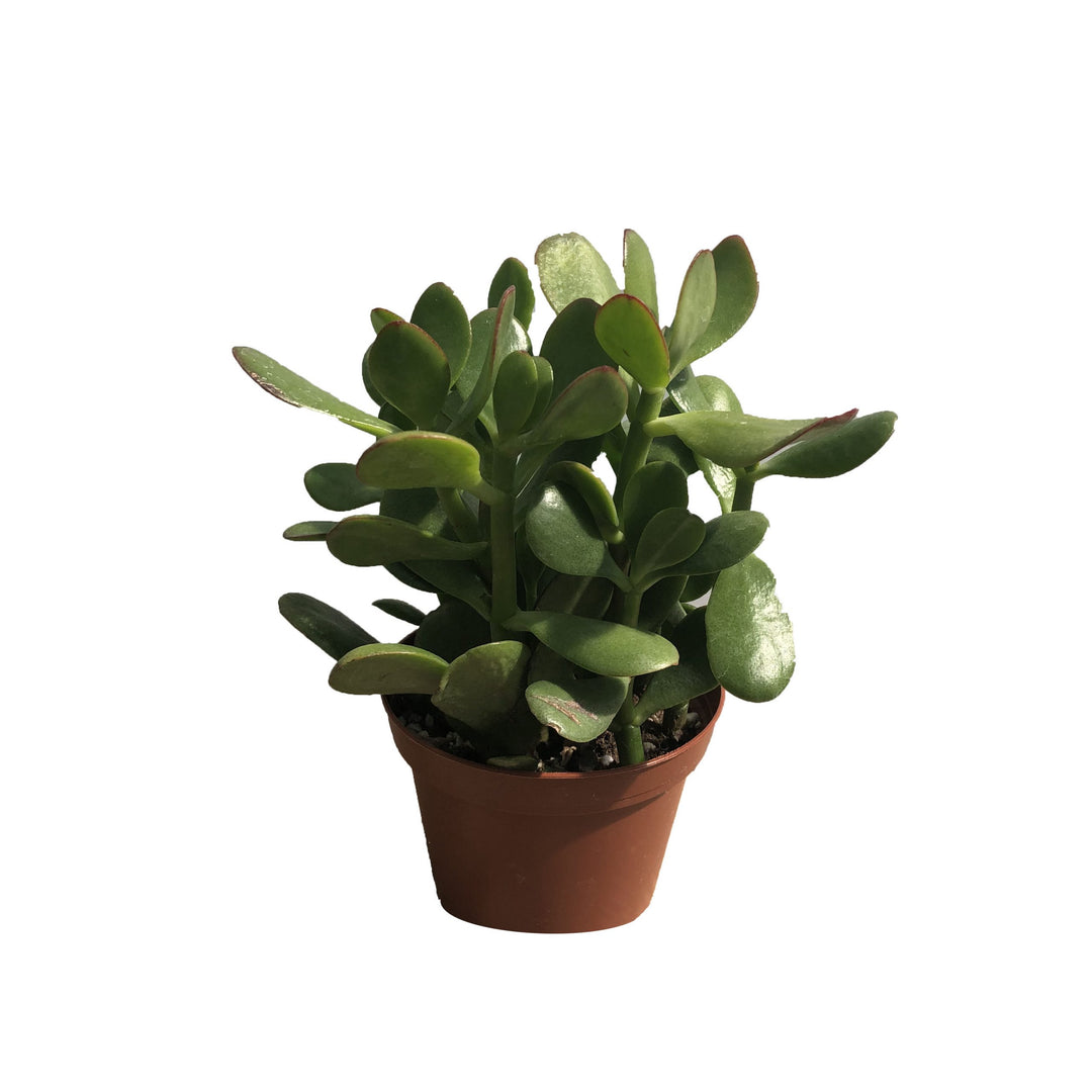 Jade, Live Houseplant 4 in. Pot
