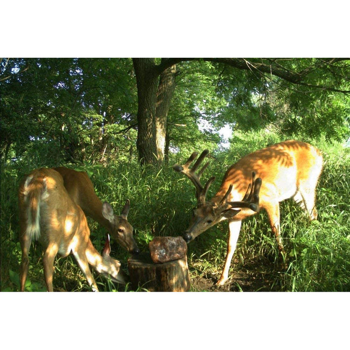 Trophy Rock Salt Lick, 12 lbs.