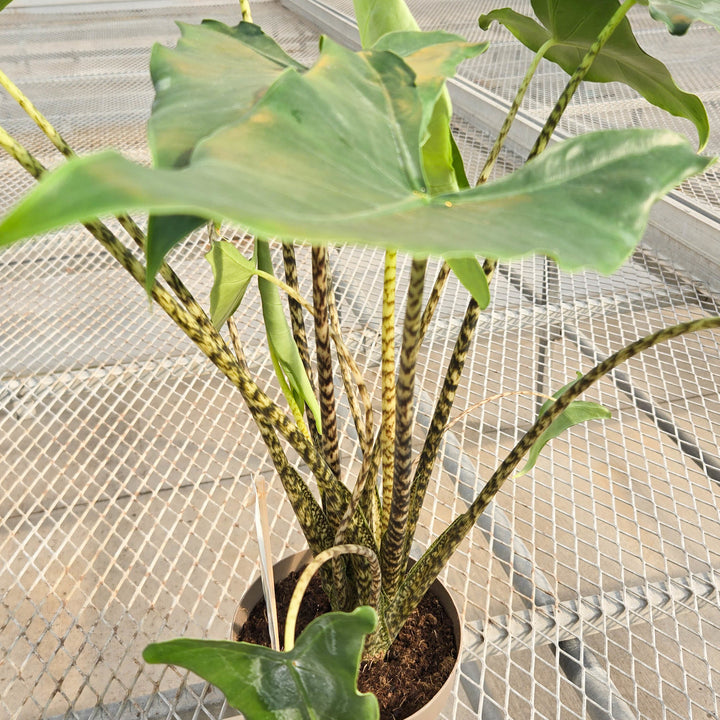 Proven Winners® leafjoy® Mythic® Jungle Music™ Alocasia, 5"