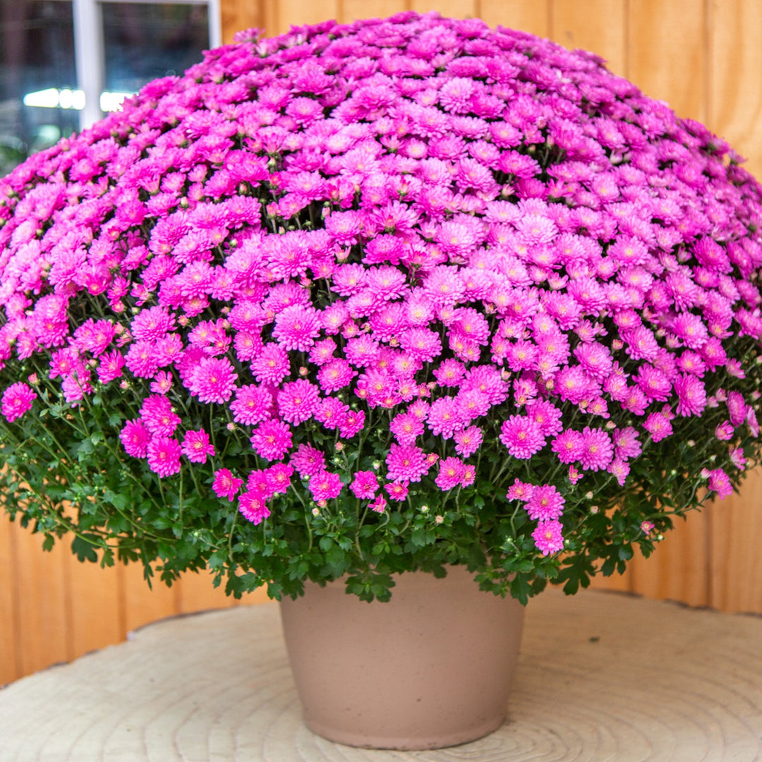 Garden Mums 10" Decorative Pot