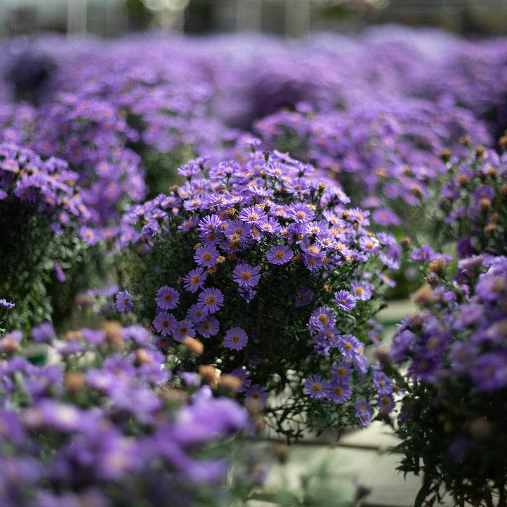Aster Plant, 8"