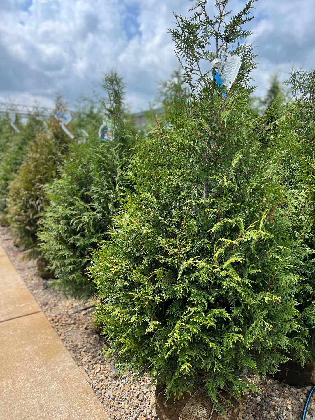 Leprechaun Arborvitae 4ft-5ft Ball & Burlap Tree