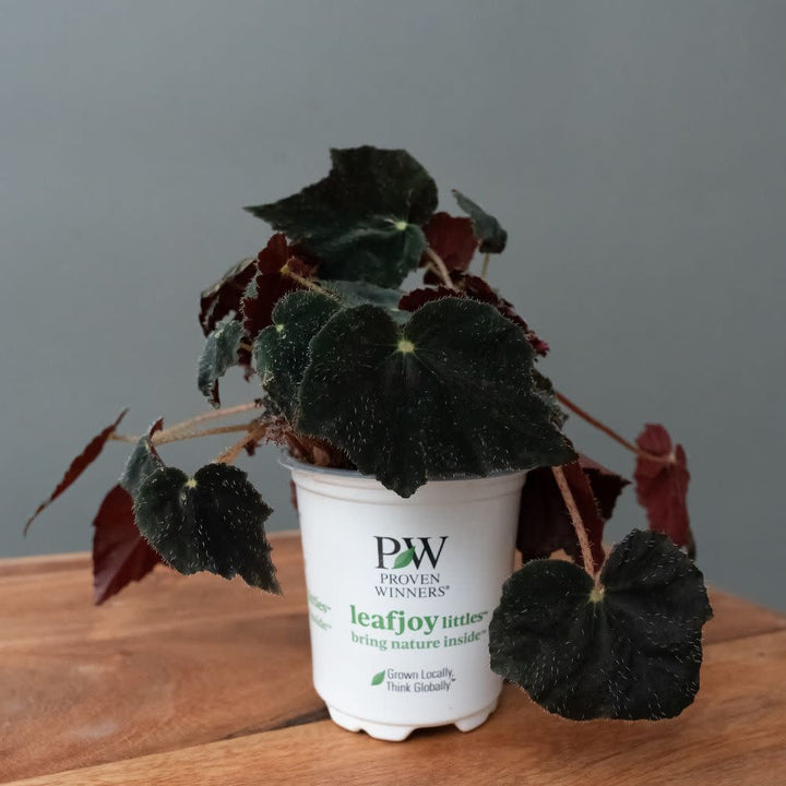Proven Winners® Leafjoy Littles™ Begonia Black Velvet, 3.5"