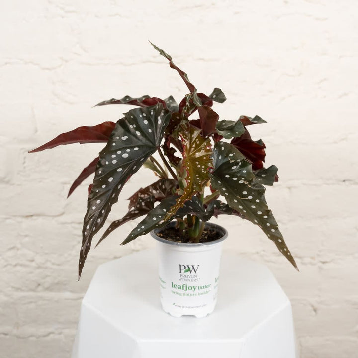 Proven Winners® Leafjoy Littles™ Begonia Obsidian, 3.5"