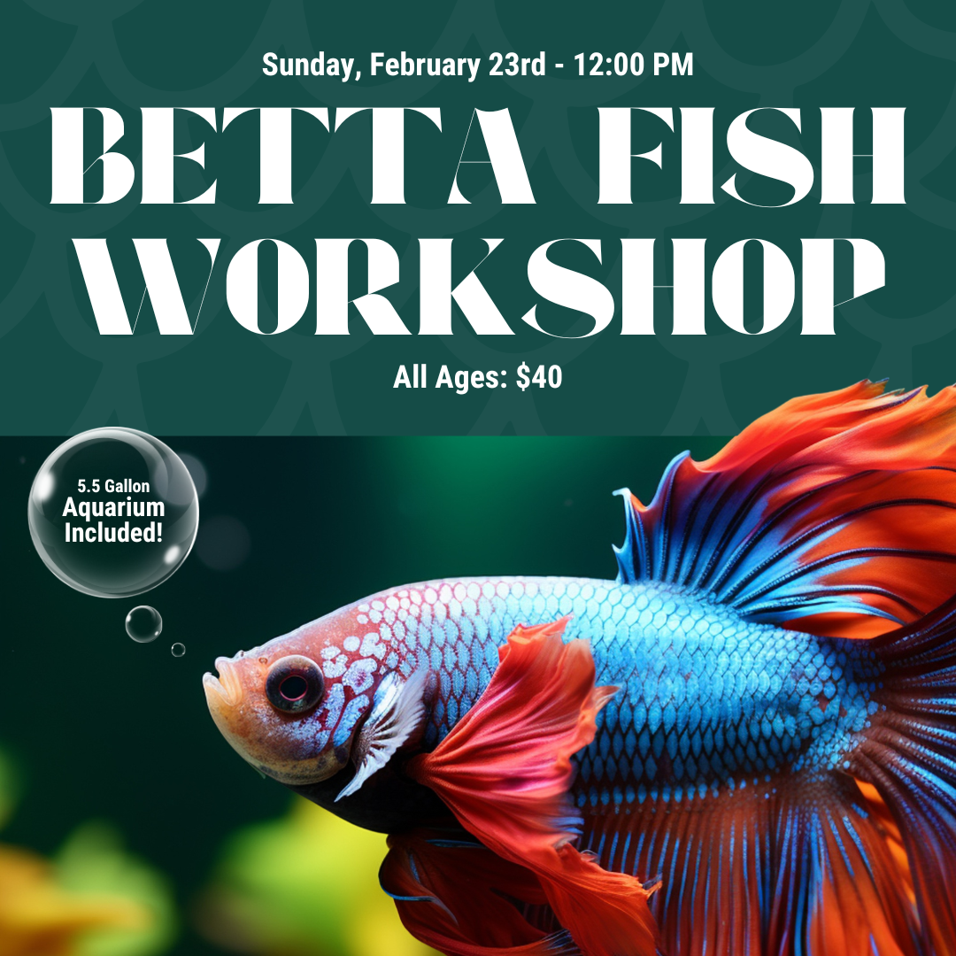 Betta Fish Workshop - February 23rd, 12:00 PM