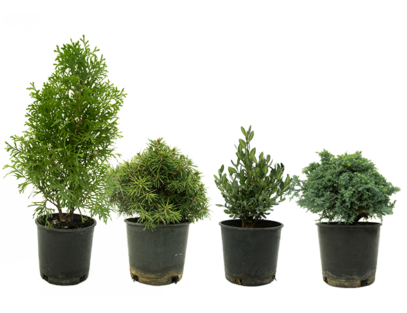 Test Assorted Plant