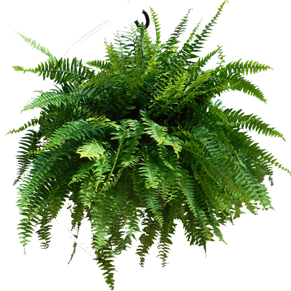Boston Fern 10" Hanging Basket