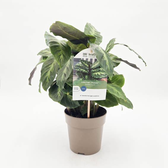 Proven Winners® leafjoy® Color Full® Thoreau™ Calathea, 5"