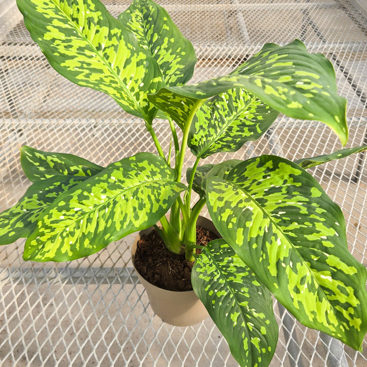 Proven Winners® leafjoy® Catamount™ Ocelot™, 6"