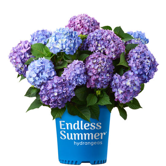 Hydrangea, Endless Summer - BloomStruck BigLeaf Flowering Shrub, 2 Gallon Container