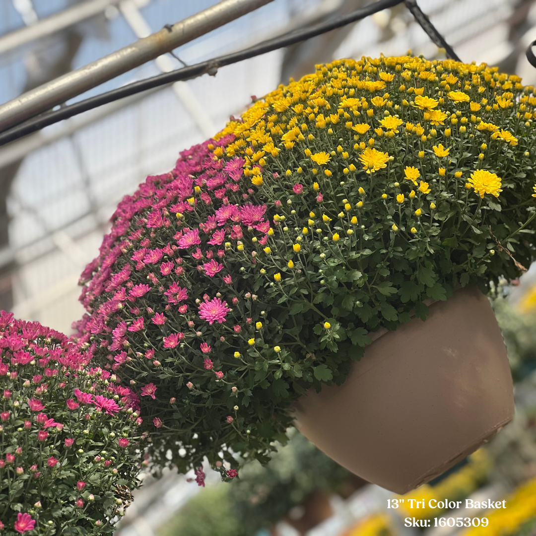 Mum Tri-Color Hanging Basket, 13" Pot