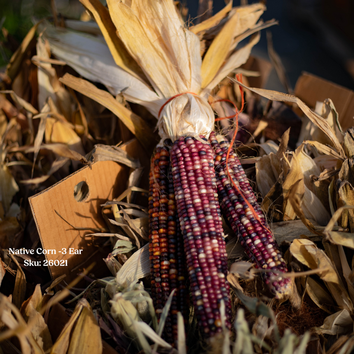 Native Corn - 3 Ear Bundle