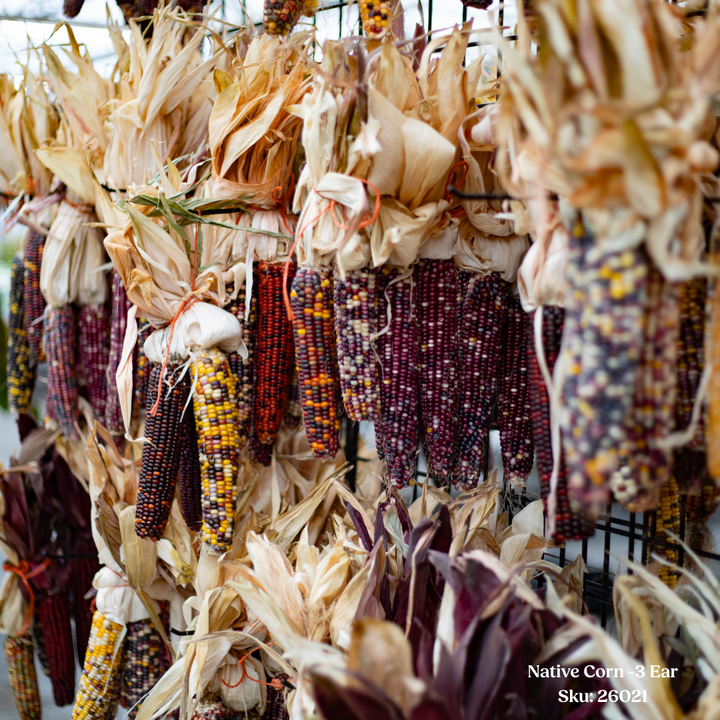 Native Corn - 3 Ear Bundle