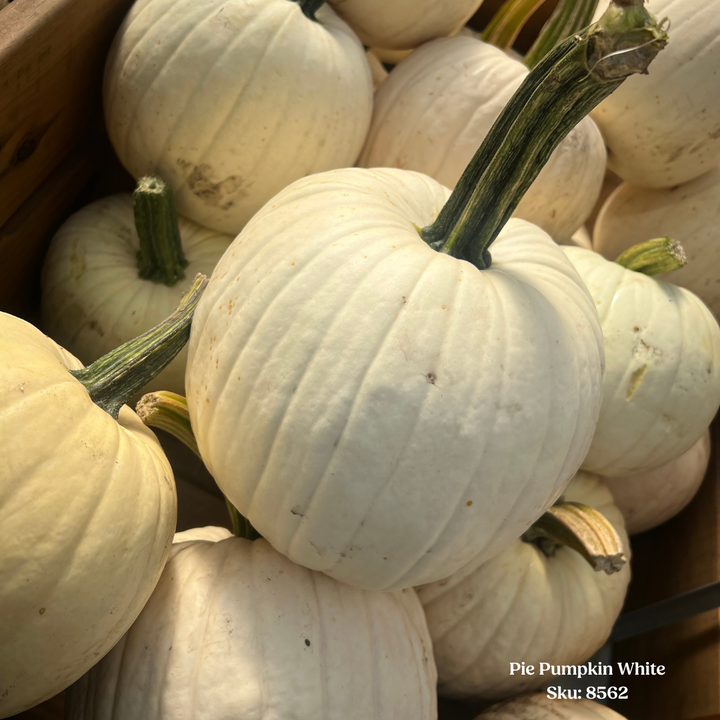 Pie Pumpkin - White