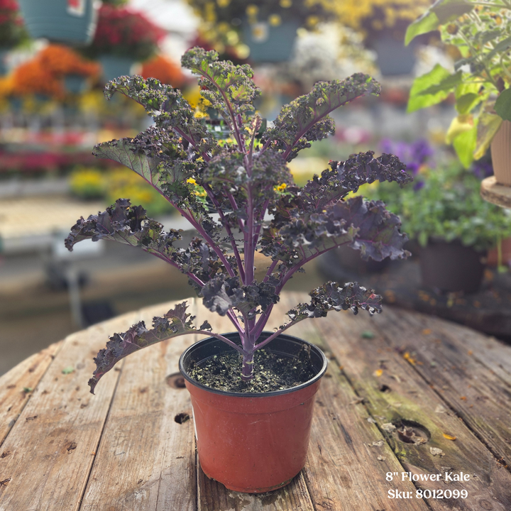 Ornamental Cabbage or Kale 8" Pot