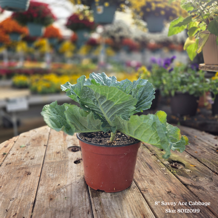 Ornamental Cabbage or Kale 8" Pot