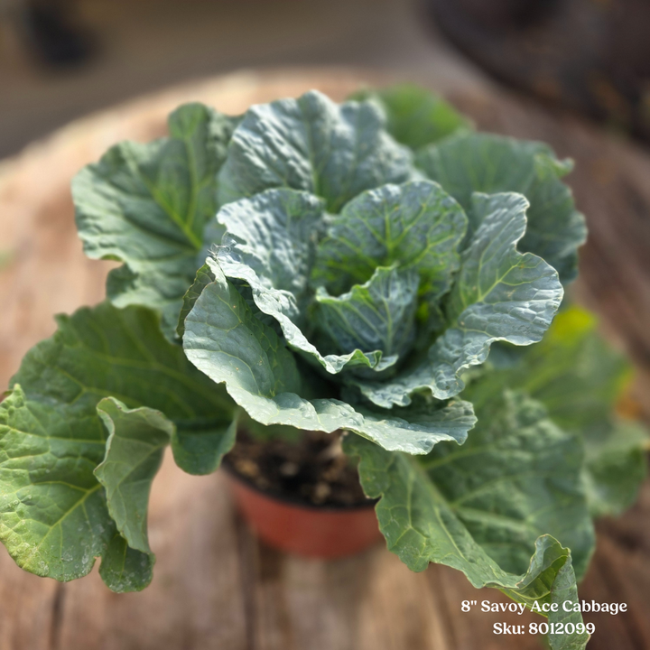 Ornamental Cabbage or Kale 8" Pot