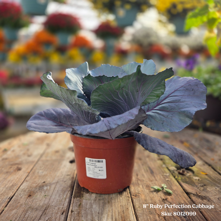 Ornamental Cabbage or Kale 8" Pot