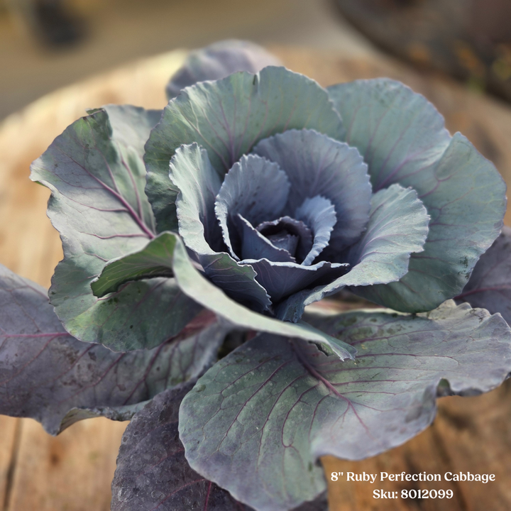Ornamental Cabbage or Kale 8" Pot
