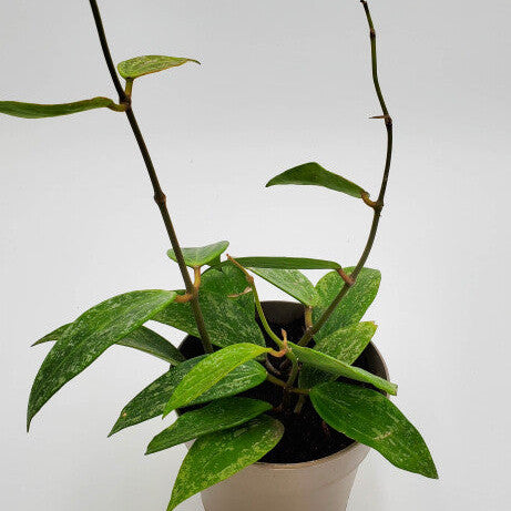 Proven Winners® leafjoy® Endless Cascades™ Fresh Rain™ Hoya, 5"