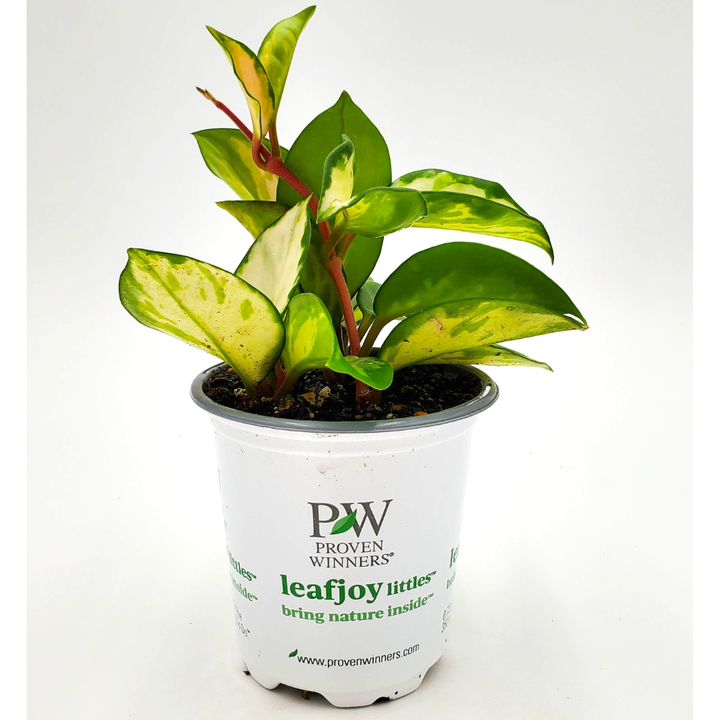 Proven Winners® Leafjoy Littles™ Hoya Green Light, 3.5"
