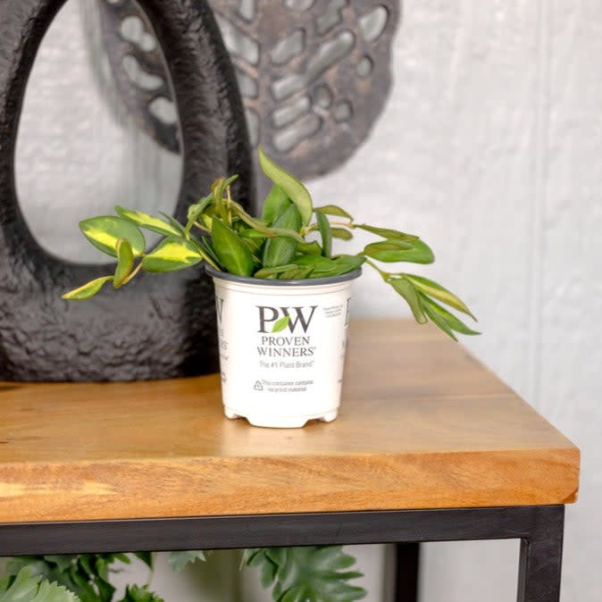 Proven Winners® Leafjoy Littles™ Hoya Sea Stones, 3.5"