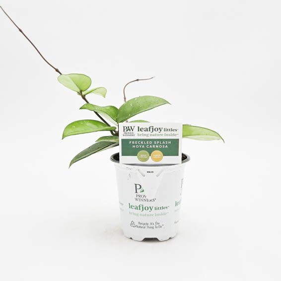 Proven Winners® Leafjoy Littles™ Hoya Freckled Splash, 3.5"