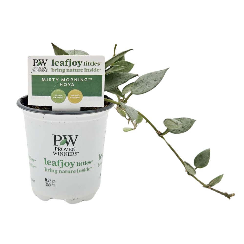 Proven Winners® Leafjoy Littles™ Hoya Misty Morning, 3.5"