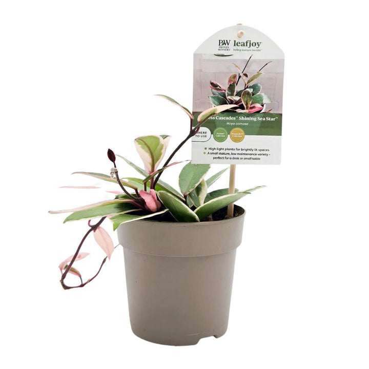 Proven Winners® leafjoy® Endless Cascades™ Shining Sea Star™, 5"