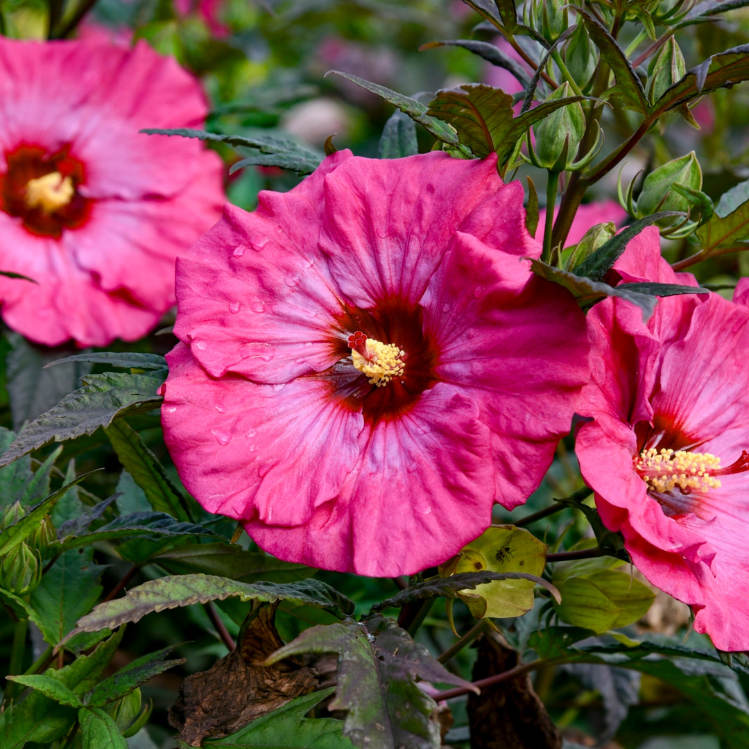 Inner Glow Hibiscus, 3 Gallon
