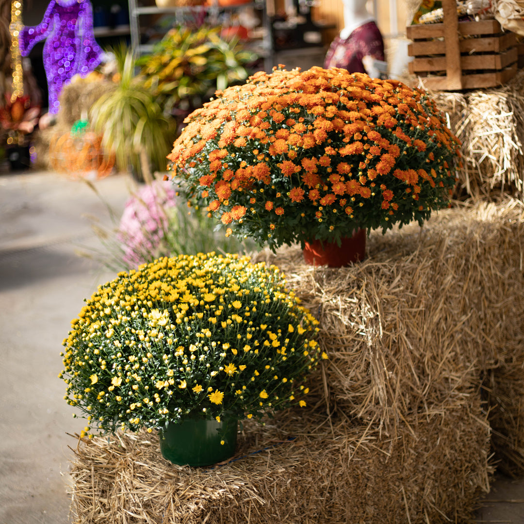 Fall Starter Porch Packages