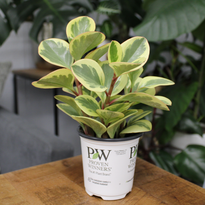 Proven Winners® Leafjoy Littles™ Peperomia Sweet & Sour, 3.5"