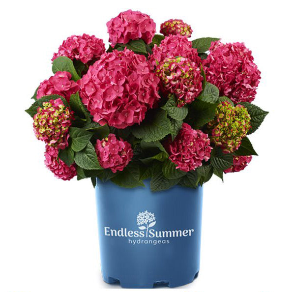 Hydrangea, Endless Summer - Summer Crush Big Leaf Flowering Shrub, 2 Gallon Container