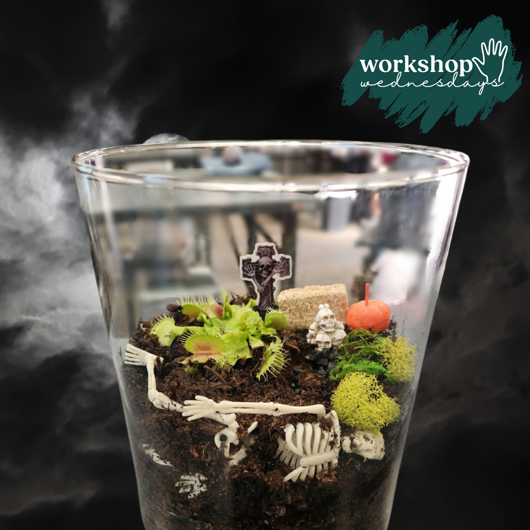 Workshop Wednesdays: Venus Fly-Trap Terrarium
