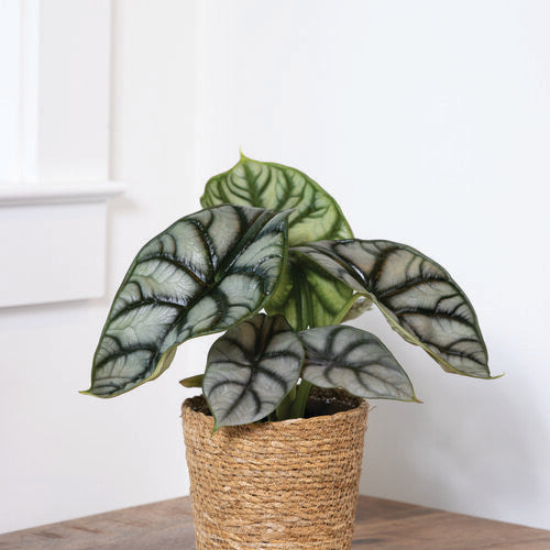 Proven Winners® Mythic® Silver Dragon Alocasia, 5"