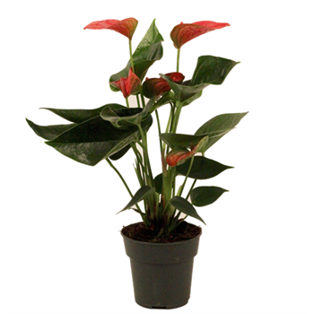 Anthurium, Live Plant 3" Pot